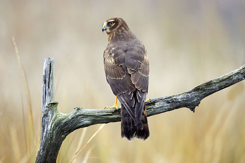 HARRIER